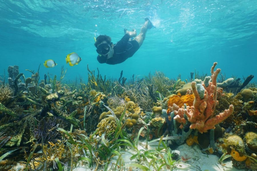 A person snorkelling in a coral reef