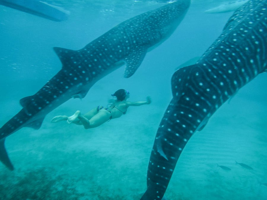 A lady swimming underwater with spotted sharks