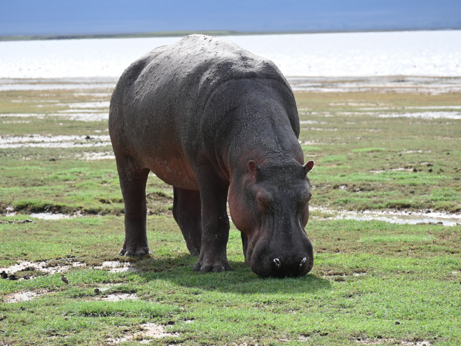 Hippo grazing in Serengeti National Park, Tanzania, Africa