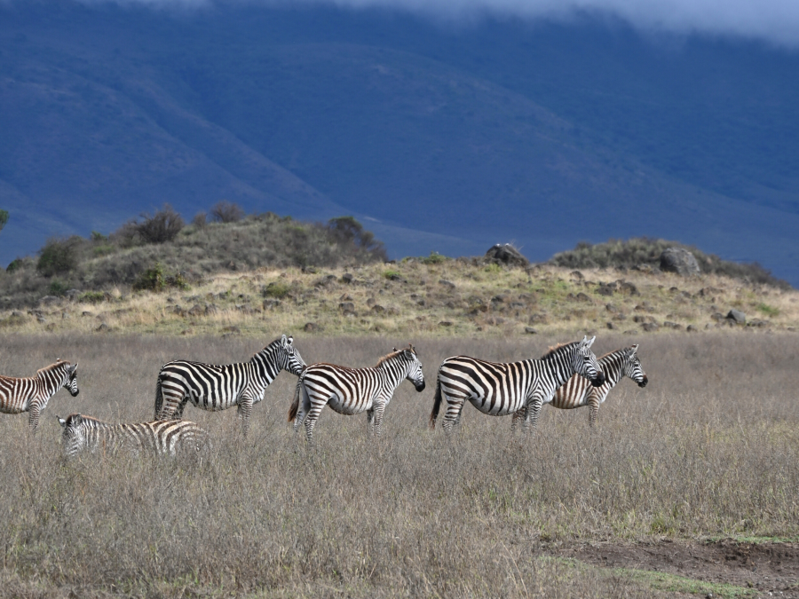 Herd of Zebra in Ngorongoro Crater Conservation Area in Tanzania
