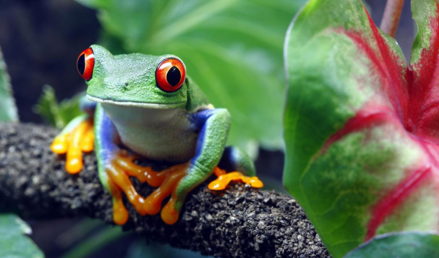 A green frog sitting on a branch in Costa Rica
