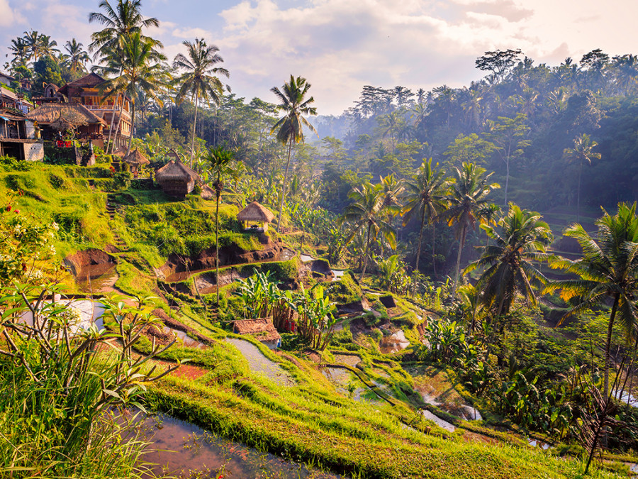 Homes surrounded by rice paddies and palm trees in Ubud, Bali