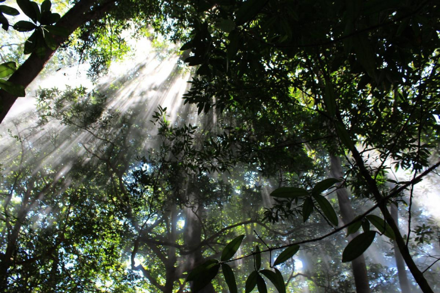 Sun filtering through a canopy of trees
