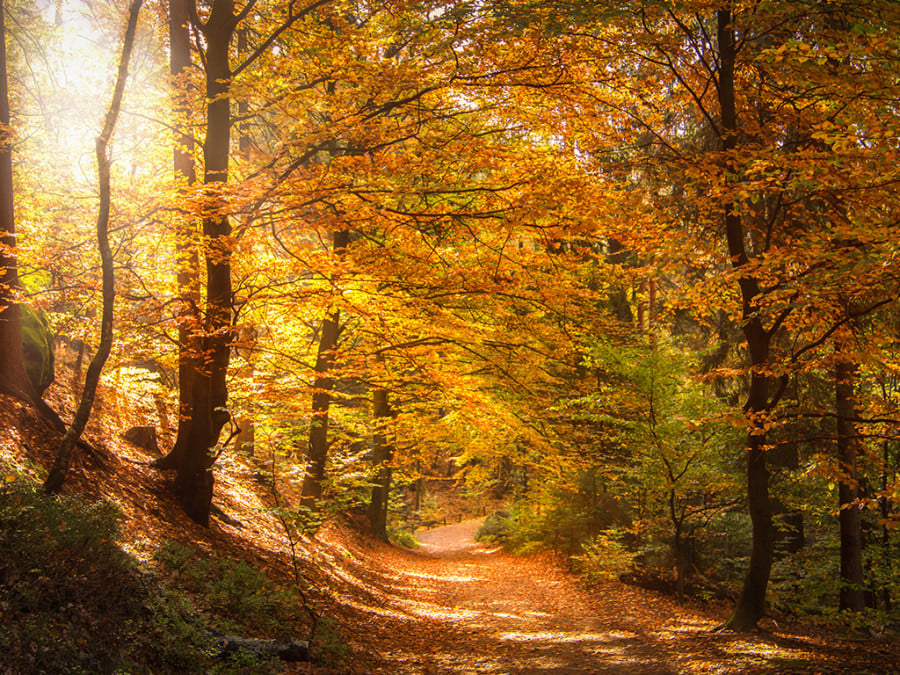 A path through a forest with trees with golden-red leaves
