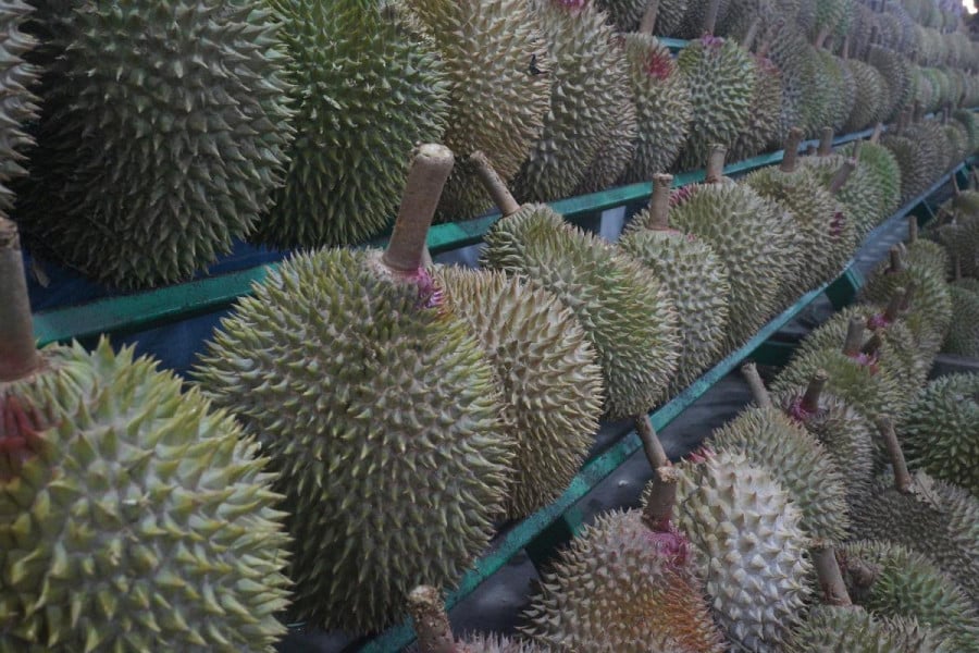 Rows of Durian fruit on display