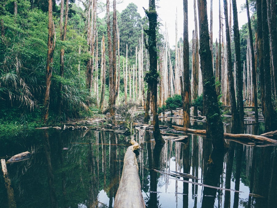 A wetland with tall trees
