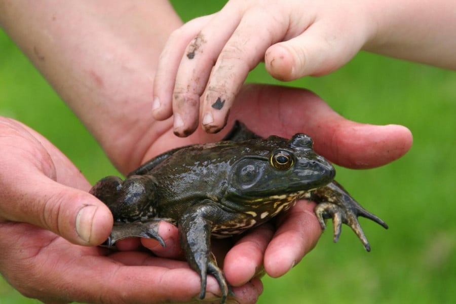 Hands holding a bullfrog