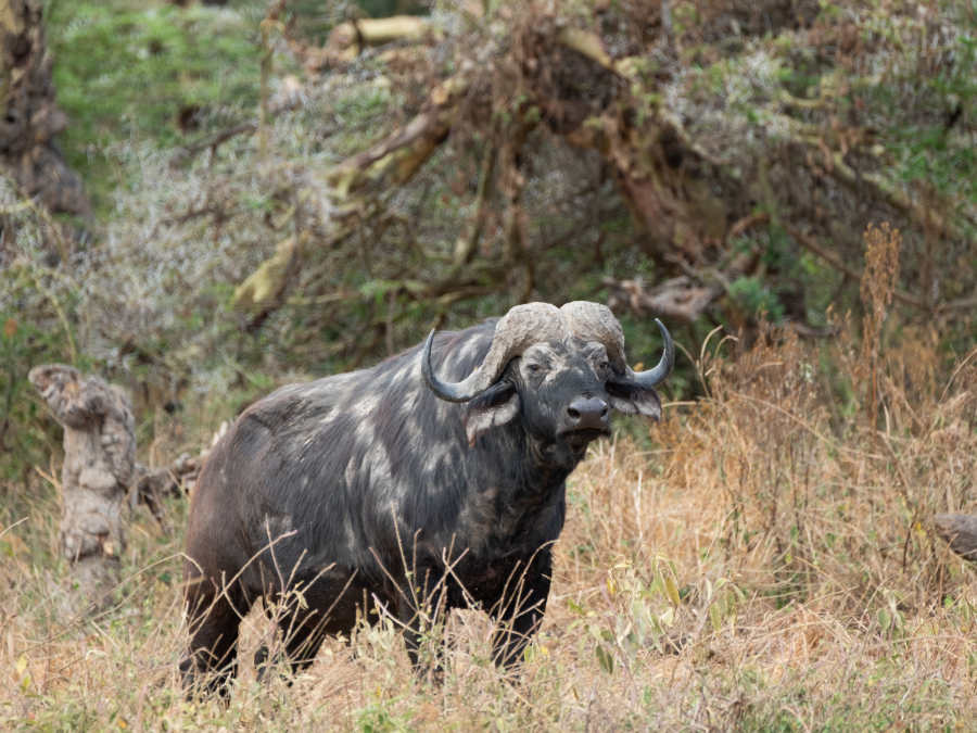 Cape Buffalo spotted on a safari in a National Park in Africa 