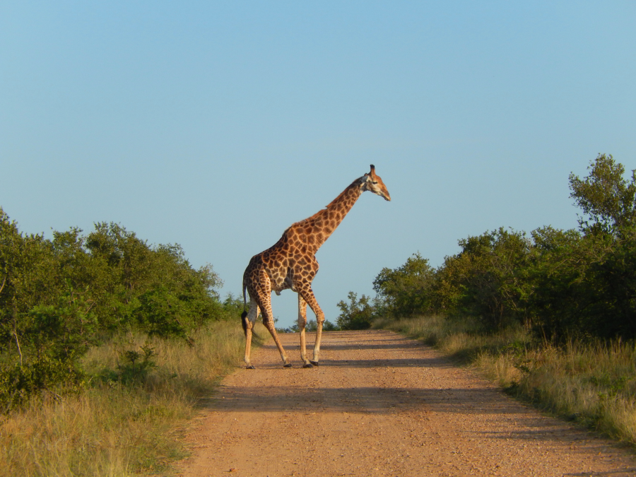 Giraffe spotted on a safari in Serengeti National Park in Tanzania, Africa