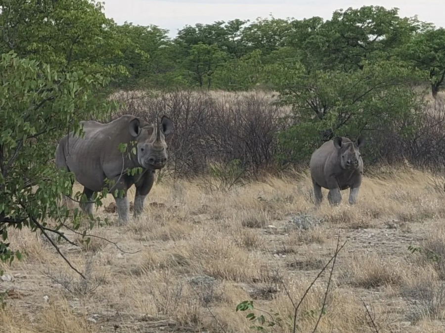 Two Rhinos in the Serengeti National Park, Tanzania in Africa