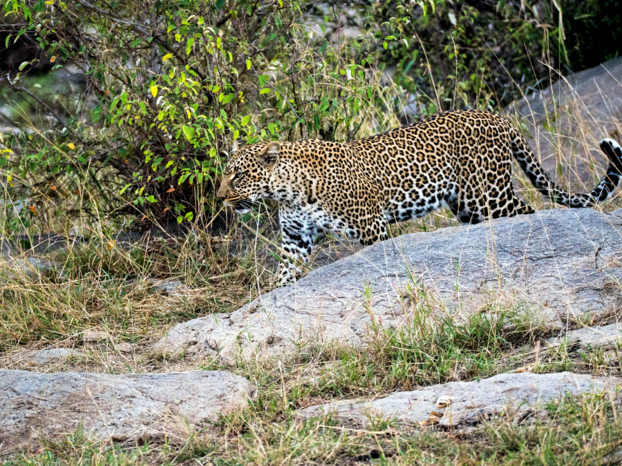 Leopard in Maasai Mara, Kenya 