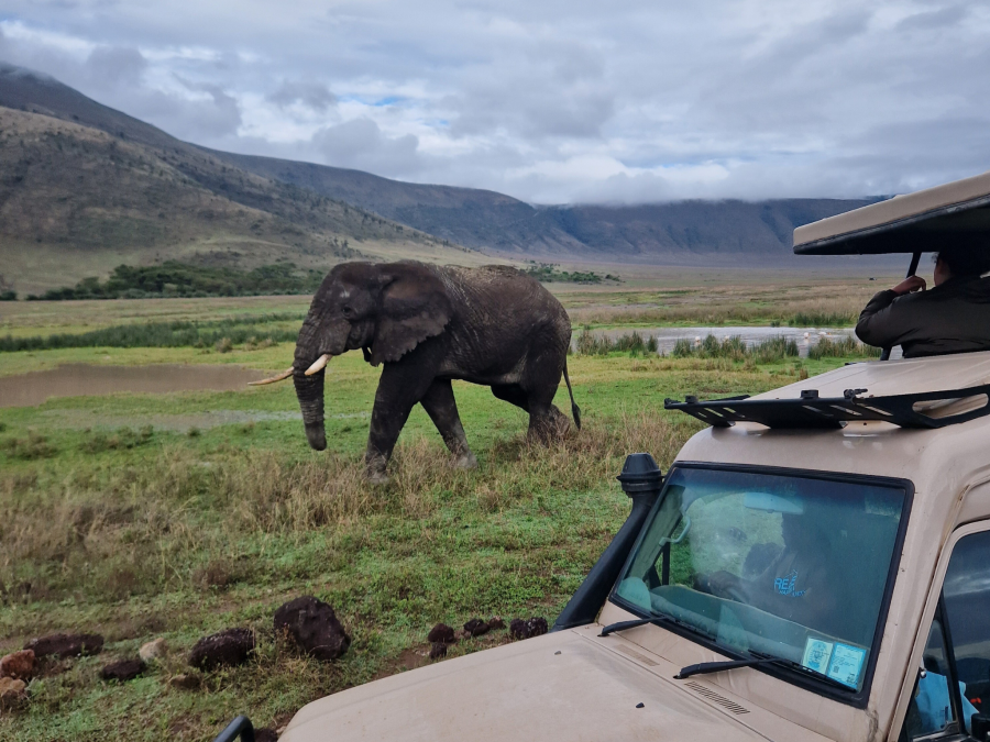 African elephant walking past a safari jeep in Tanzania, Africa