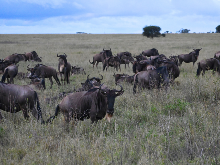 Herd of Wildebeest in Serengeti National Park, Tanzania