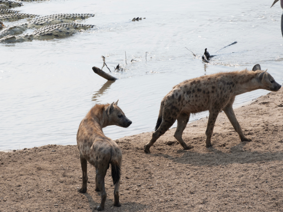 Two hyenas watching crocodiles in South Luangwa National Park in Zambia, Africa