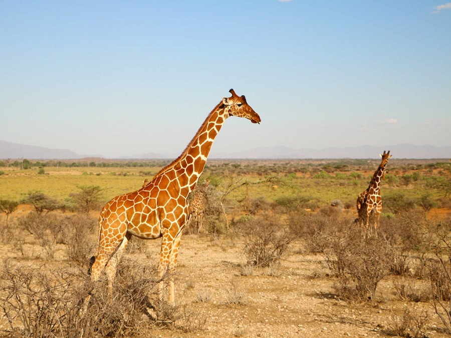 Two giraffes in South Africa