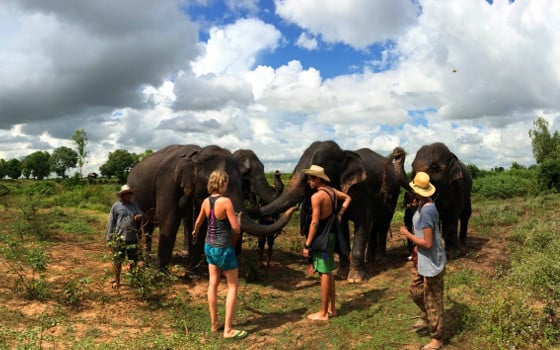Travellers standing next to a herd of elephants
