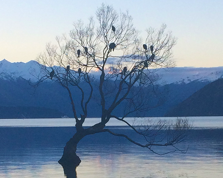 The famous Wanaka tree with birds in, against a backdrop of a lake and icy mountains